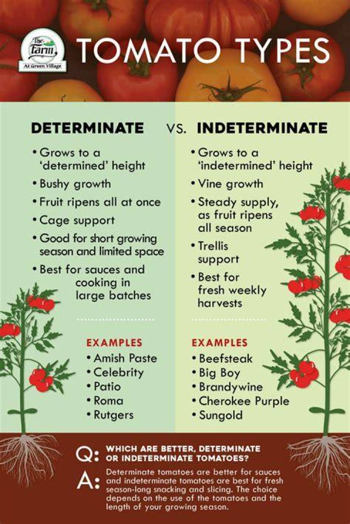 Are Ailsa Craig tomato determinate or indeterminate?