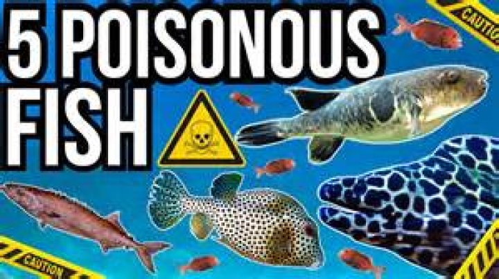 Are any fish poisonous to eat?