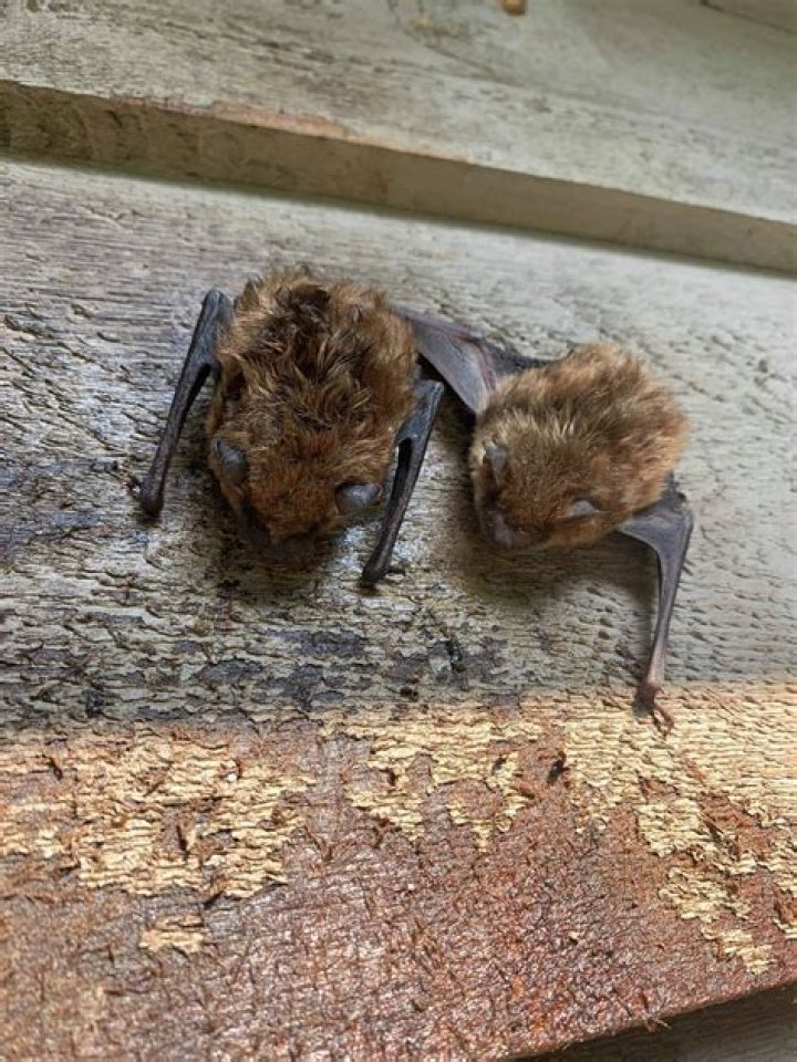 Are bats afraid of humans?