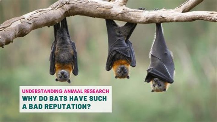 Are bats bad luck?