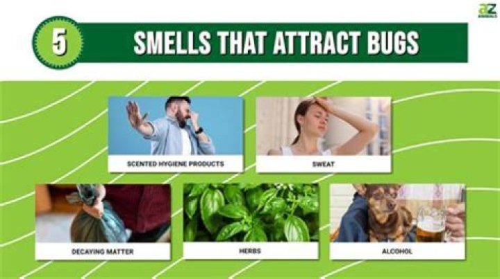 Are bugs attracted to beer?