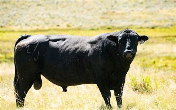 Are bulls male cows?