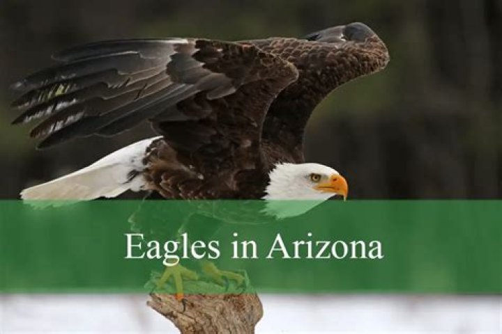 Are eagles in Arizona?