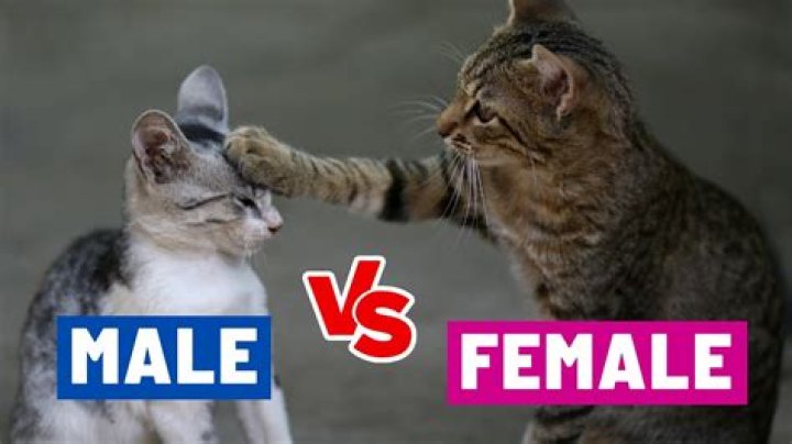 Are female or male cats more loving?