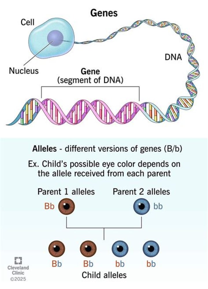 Are genes and RNA the same thing?