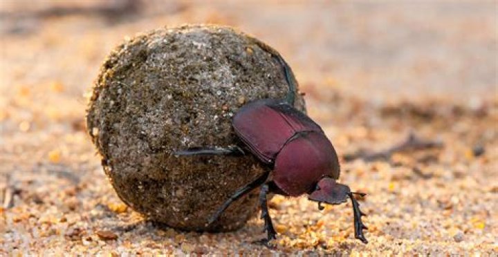 Are jelly beans made from beetle poop?