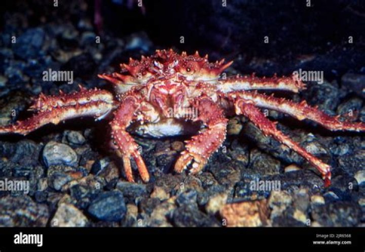 Are king crabs actually crabs?