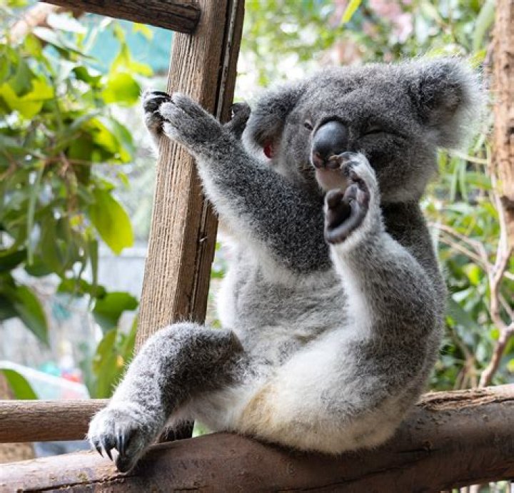 Are koalas endangered Vic?