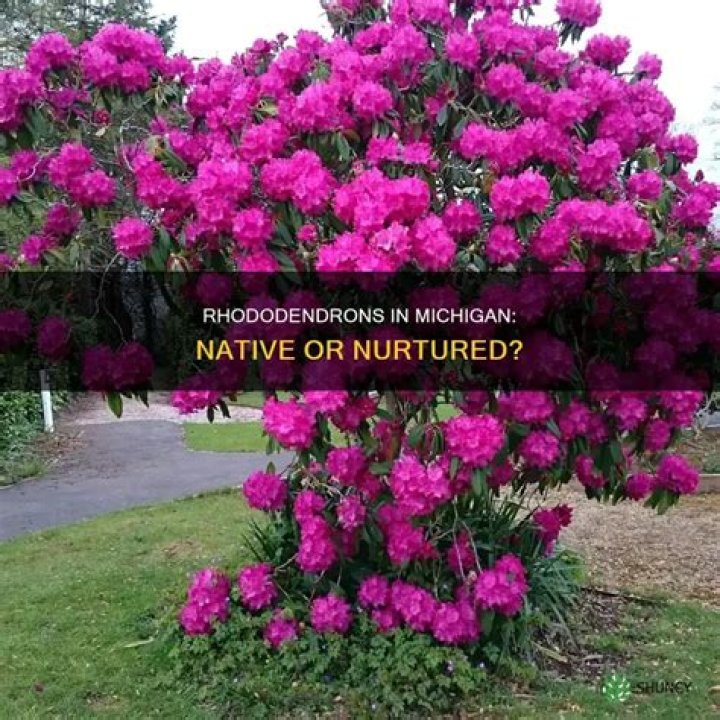 Are rhododendrons native to Michigan?