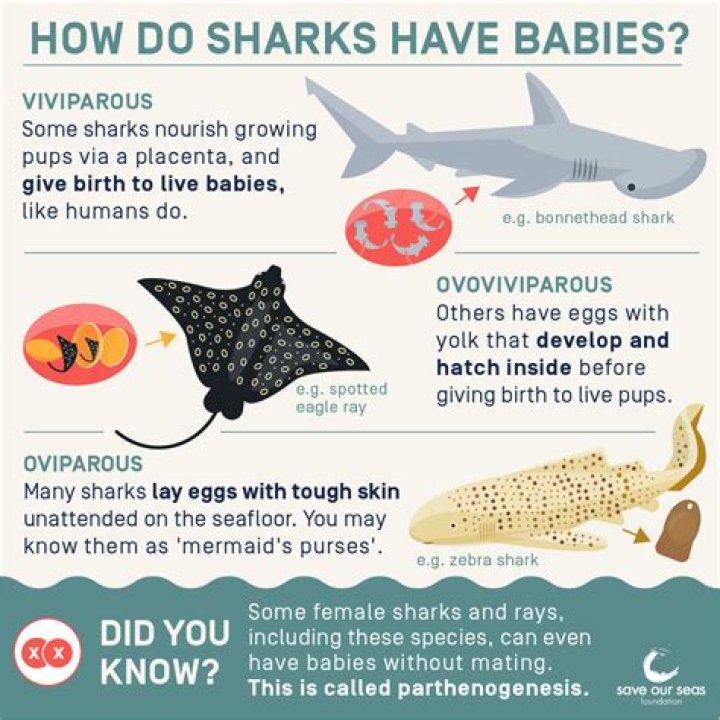 Are sharks asexual?