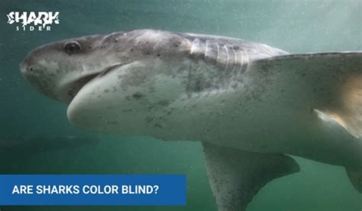 Are sharks color blind?