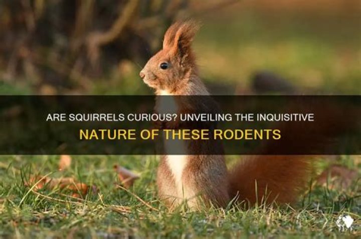 Are squirrels curious?