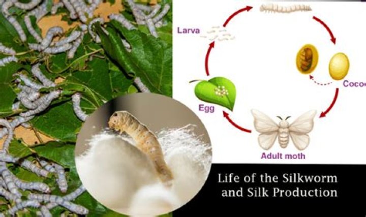Are the silkworms alive when boiled?