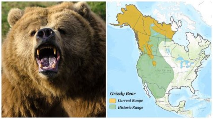 Are there bears in Homer Alaska?