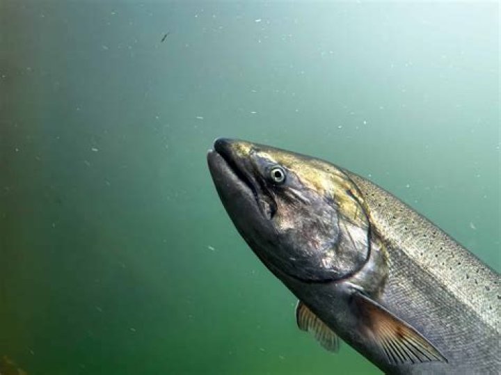 Are there fish in middle of ocean?