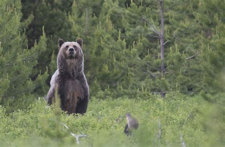 Are there grizzly bears in Kalispell Montana?