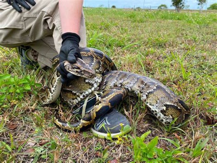 Are there pythons in Hawaii?