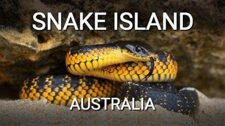 Are there snakes on Anna Maria Island?