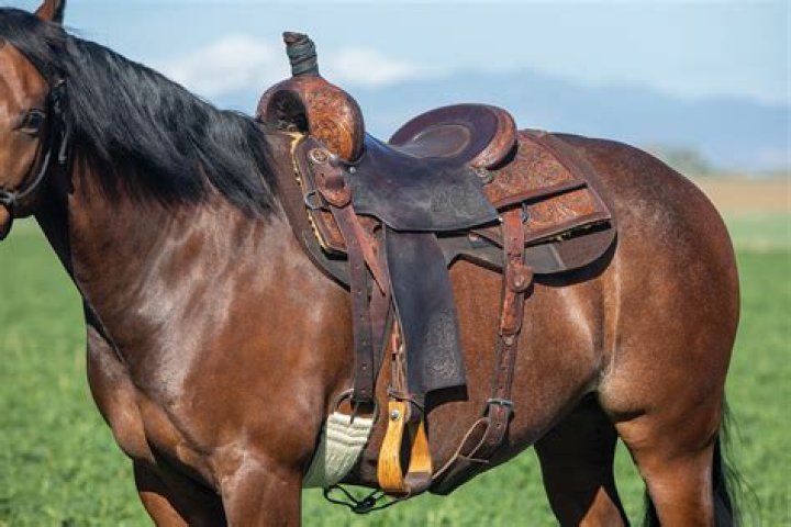 Are treeless saddles good for high withered horses?