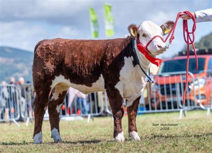 Can a bull be milked?