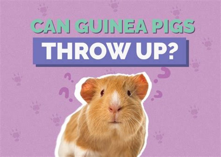 Can a guinea pig throw up?