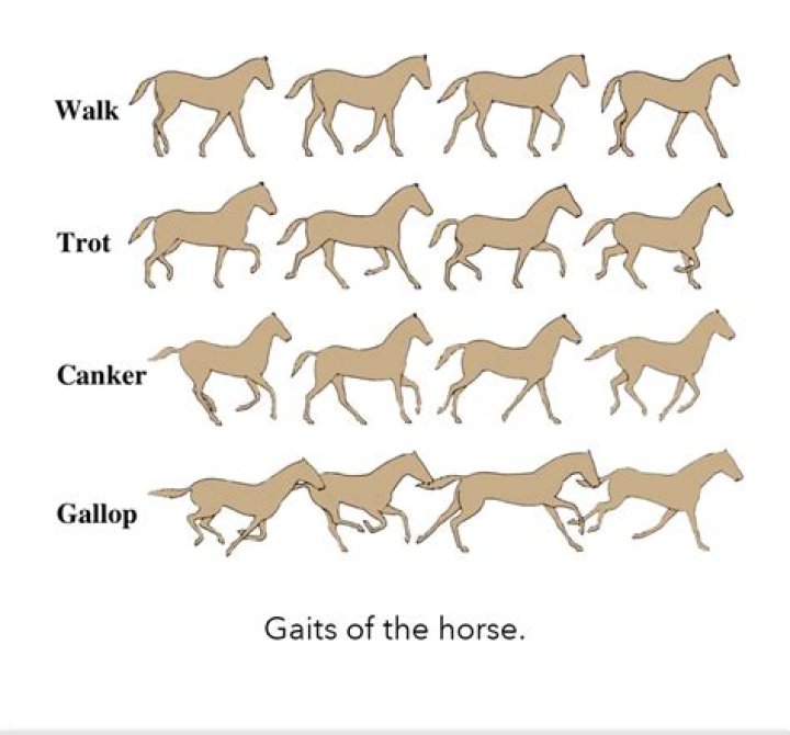 Can a person gallop?
