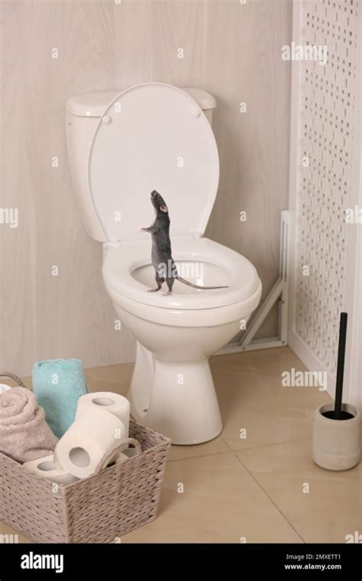 Can a rat swim up the toilet?