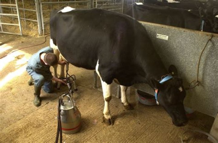 Can an ox be milked?