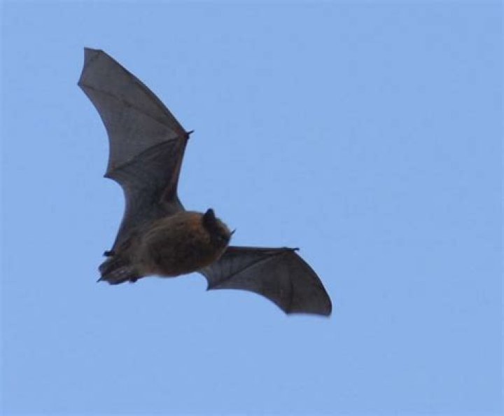 Can bats fly in the daytime?