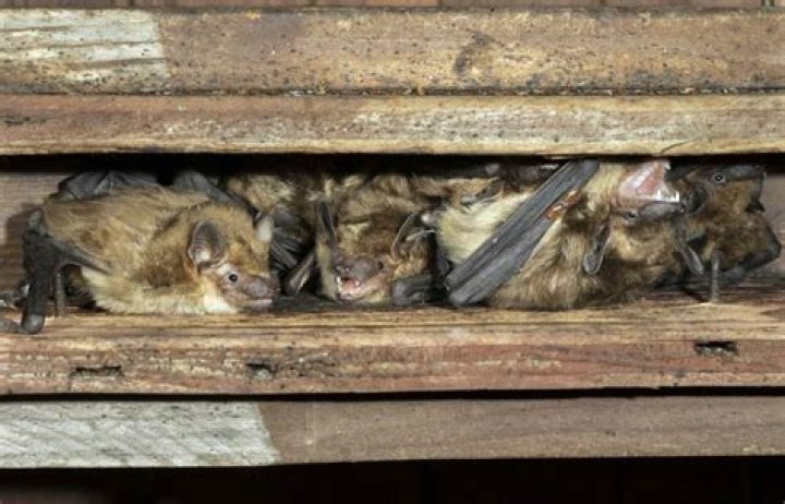 Can bats in your house make you sick?