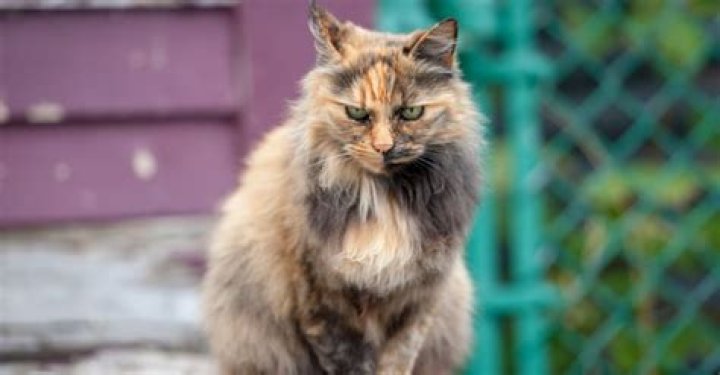 Can cats be psychopaths?