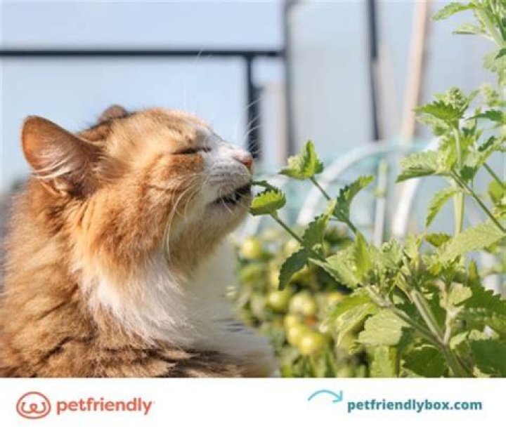 Can cats eat too much catmint?