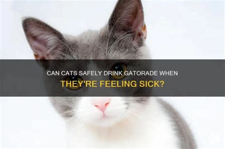 Can cats have Gatorade?