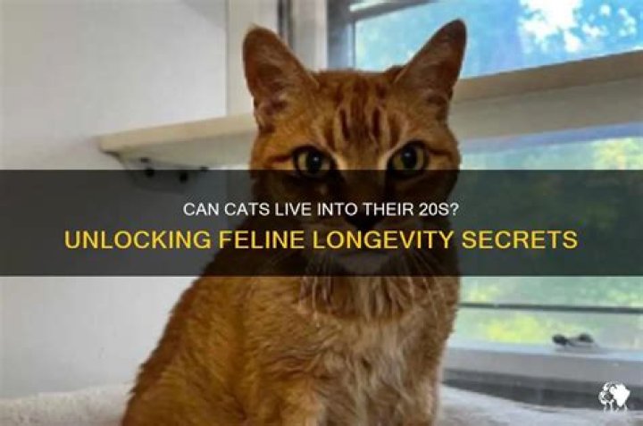 Can cats live into their 20s?
