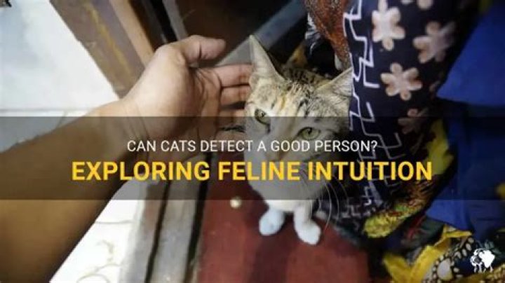 Can cats sense a good person?