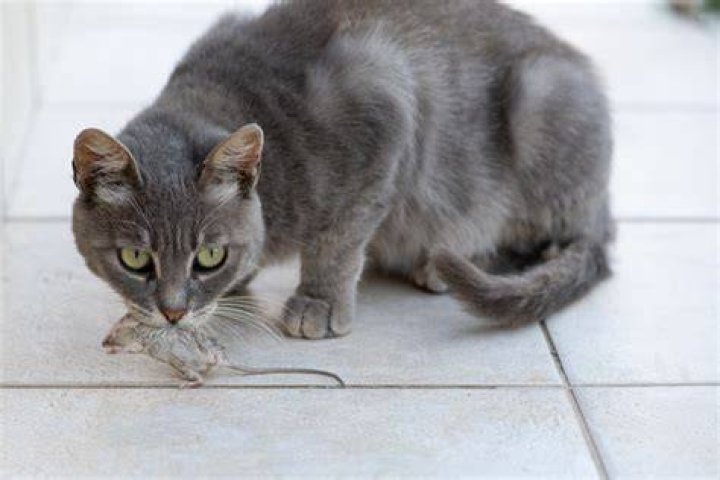 Can cats survive outdoors?