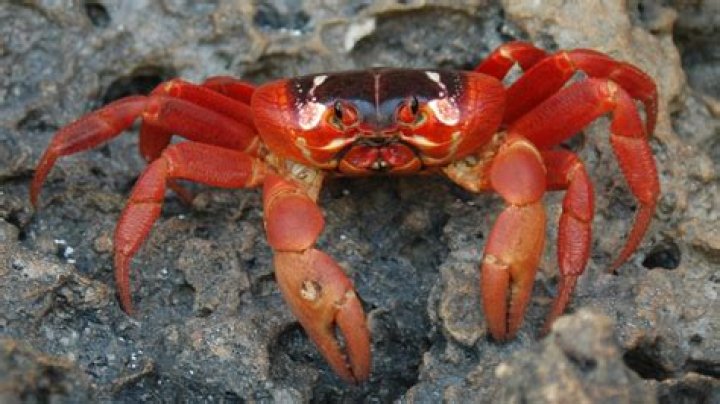 Can crabs live in bedding?