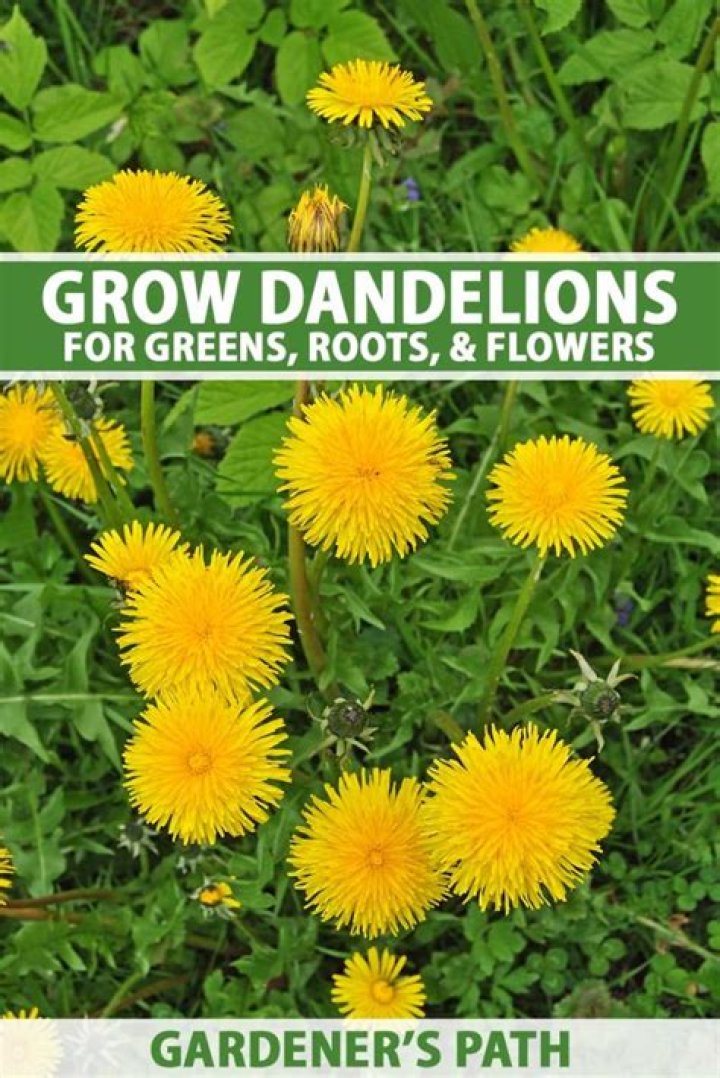 Can dandelions grow on Mars?