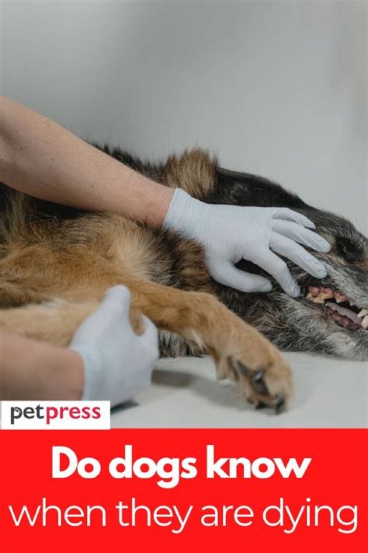 Can dogs sense when they are dying?