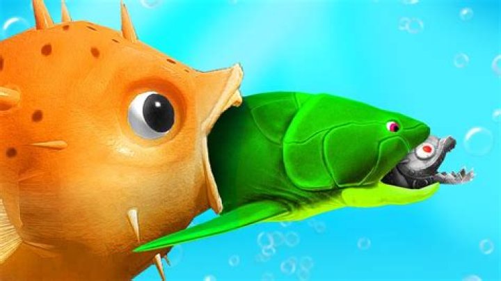 Can fish explode from eating too much?