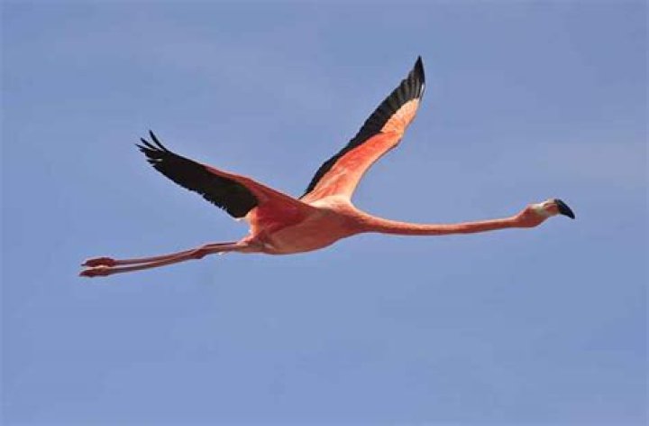 Can flamingos fly?