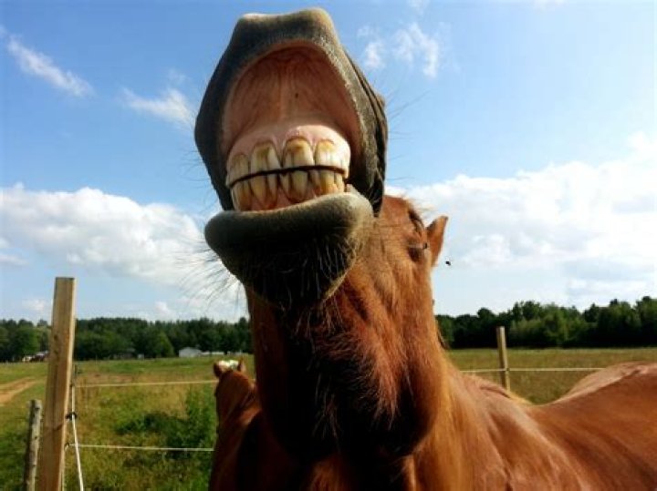 Can horses laugh?