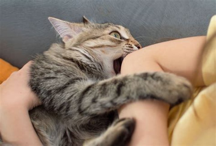 Can I get a cat B removed?