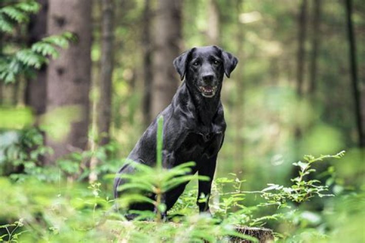 Can I give Jif to my dog?