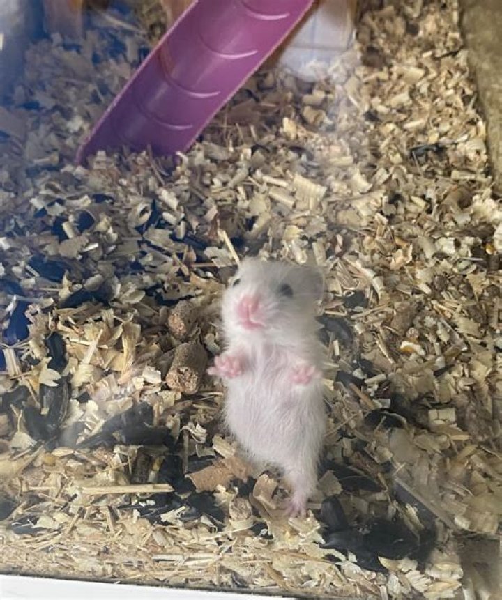 Can I give my hamster Rice Krispies?