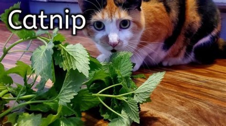 Can I put catnip in my cats water?
