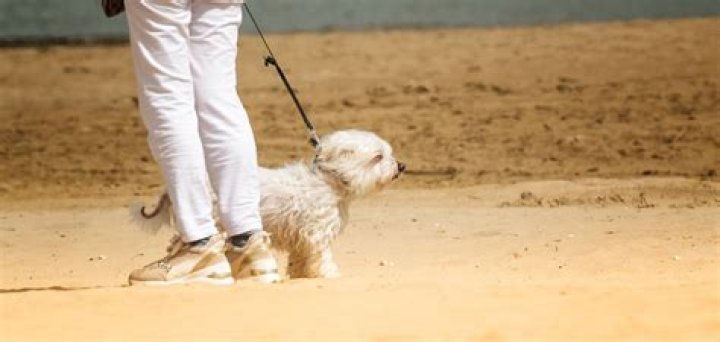 Can I take my dog for a walk after C section?