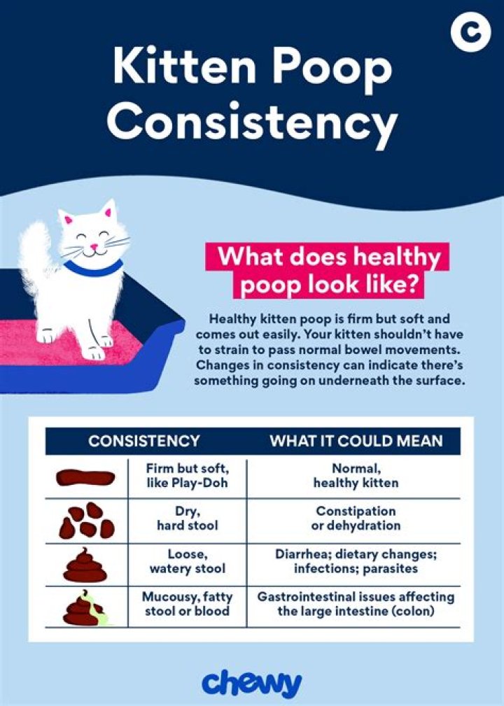 Can milk help a constipated cat?