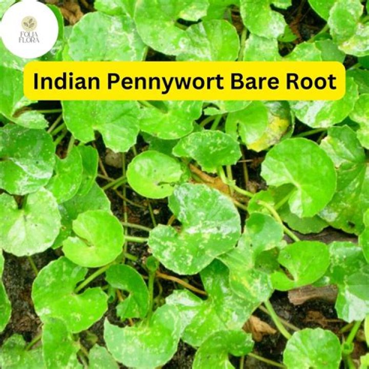 Can Pennywort grow in gravel?