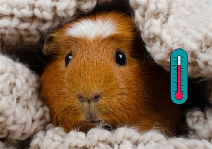 Can pet pigs make you sick?